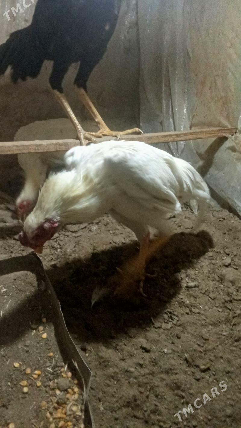 paroda horazlar - Mary - img 7