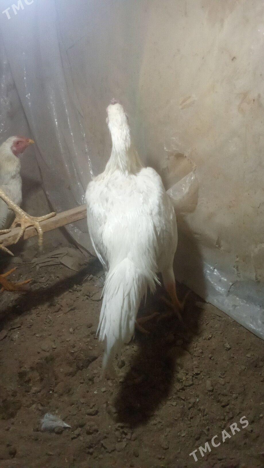 paroda horazlar - Mary - img 4