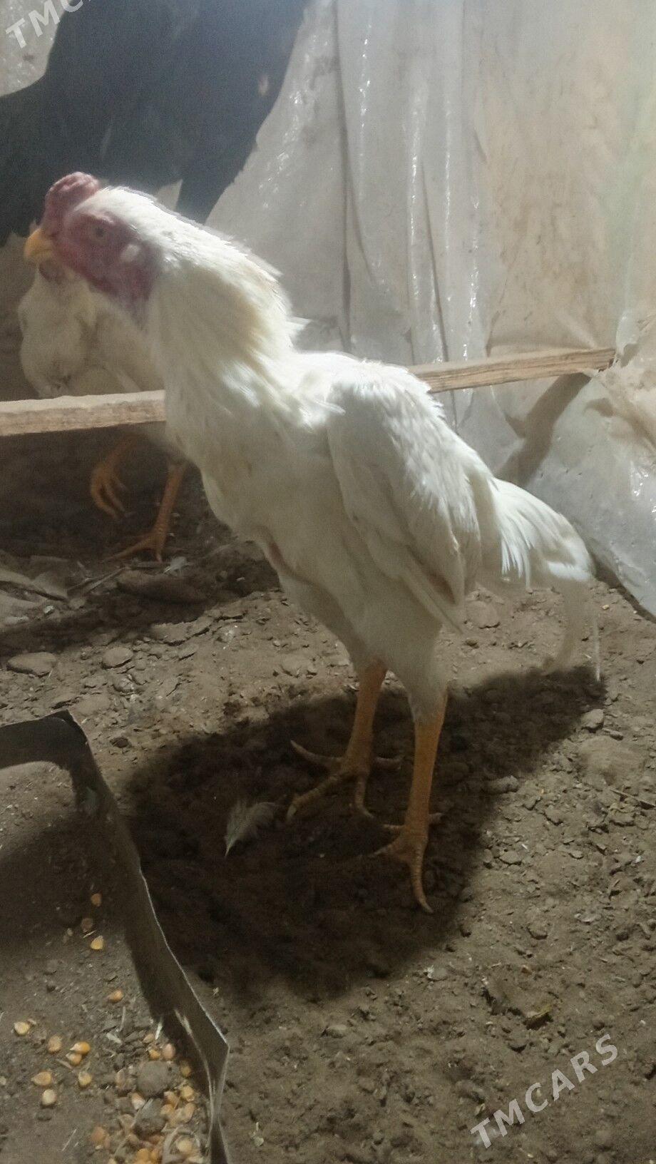 paroda horazlar - Mary - img 6