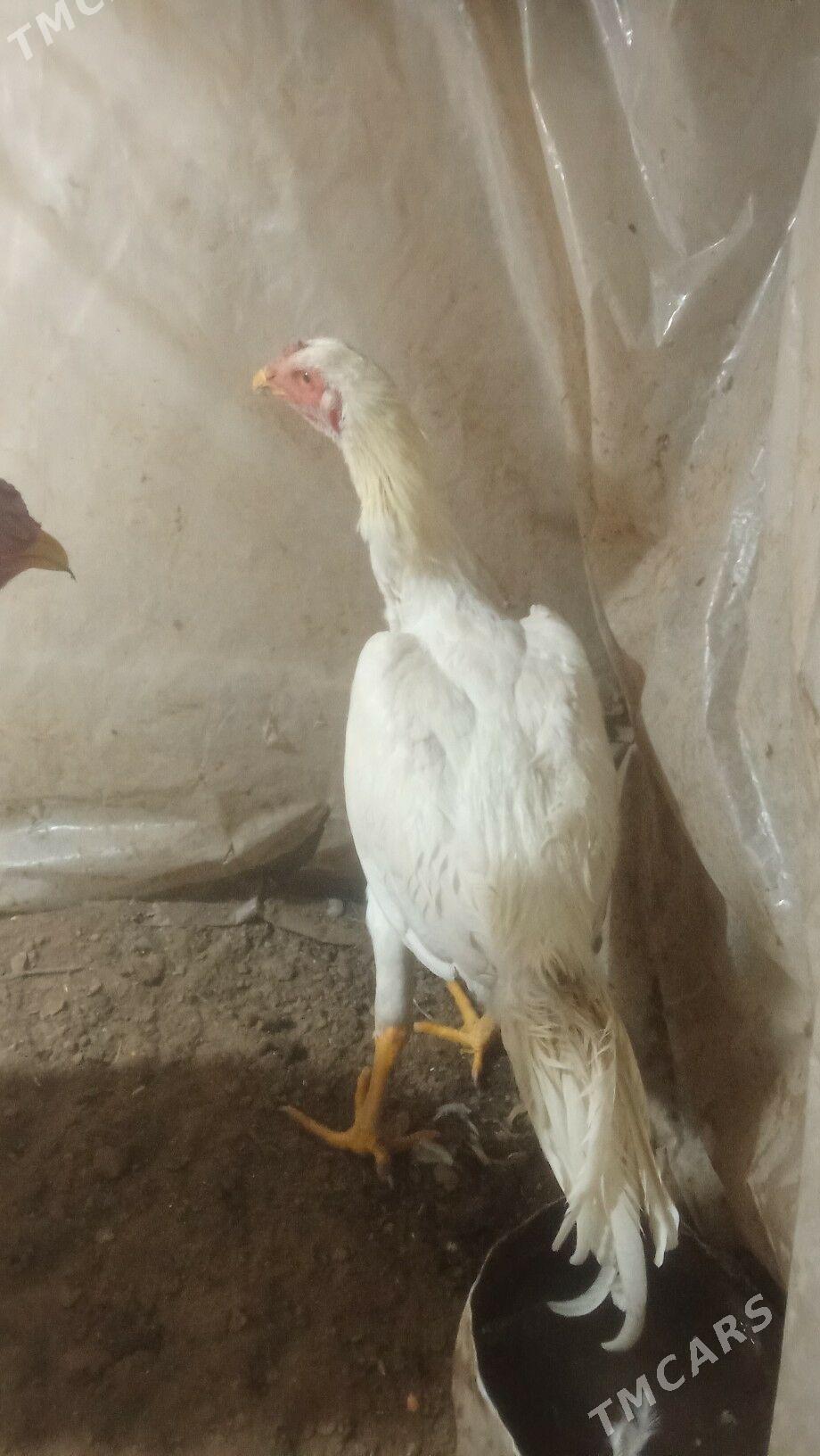 paroda horazlar - Mary - img 3