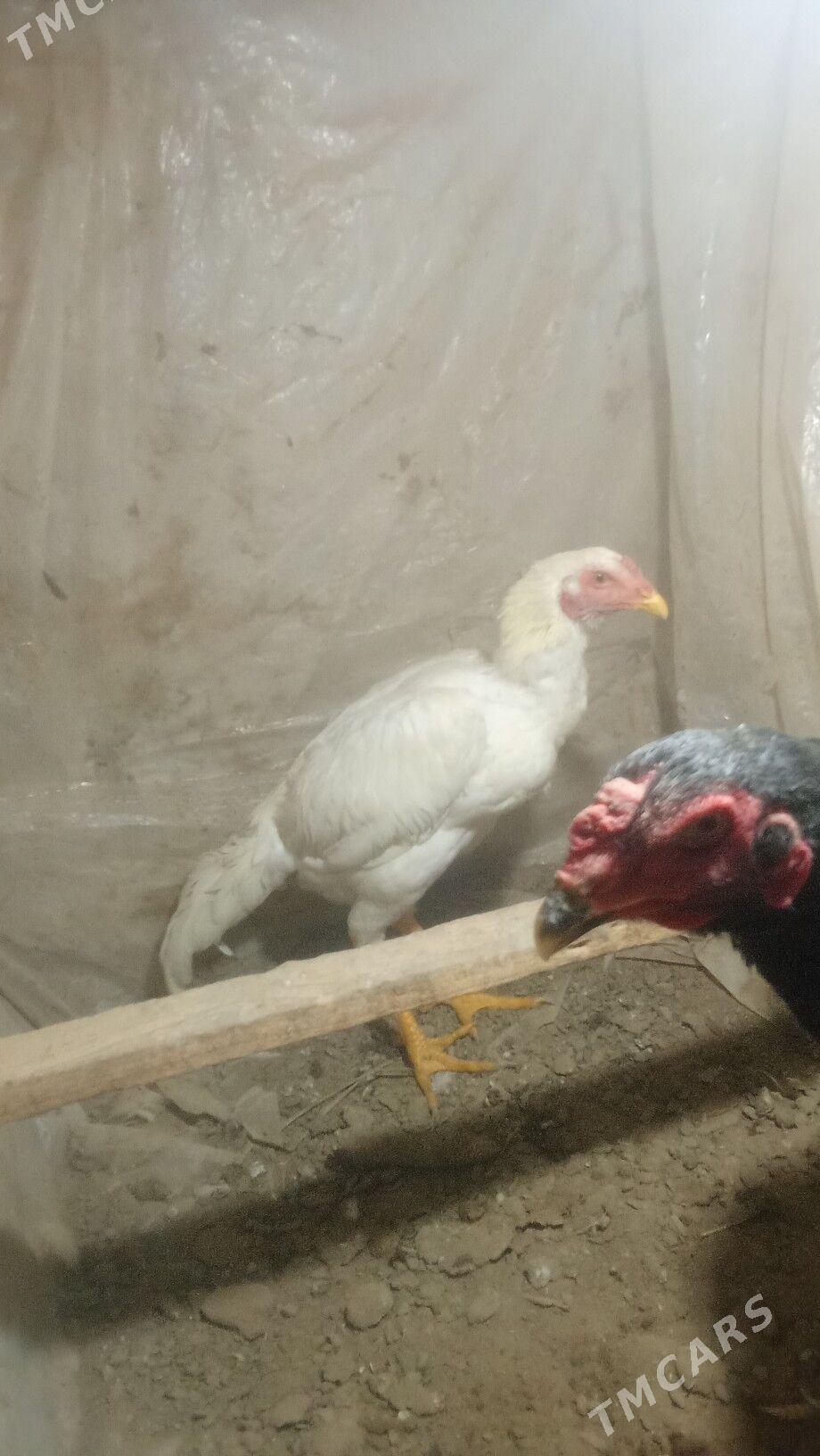 paroda horazlar - Mary - img 8