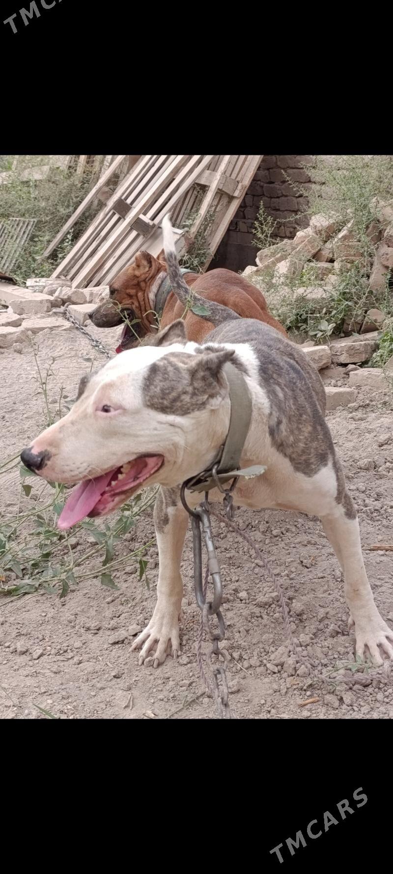 bultirer - Daşoguz - img 4