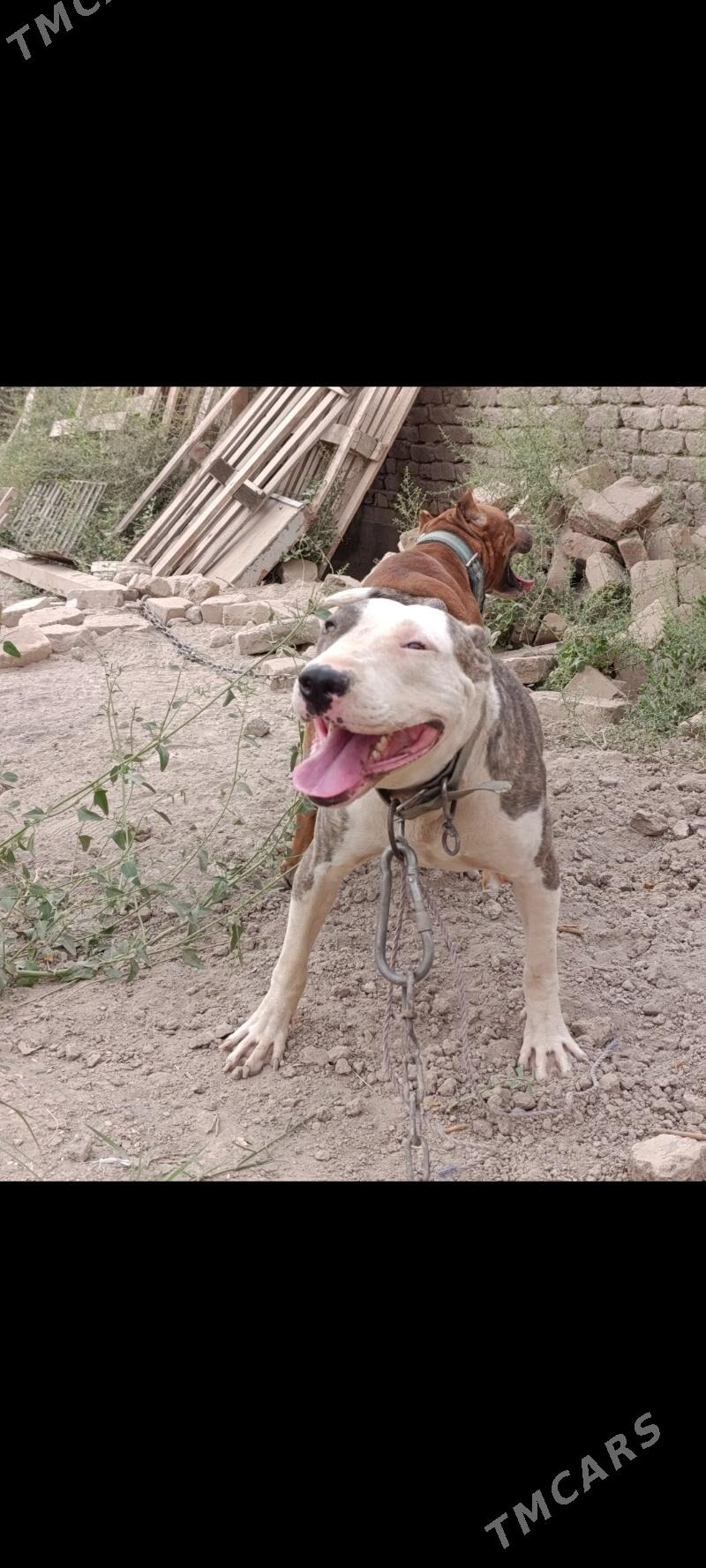 bultirer - Daşoguz - img 5