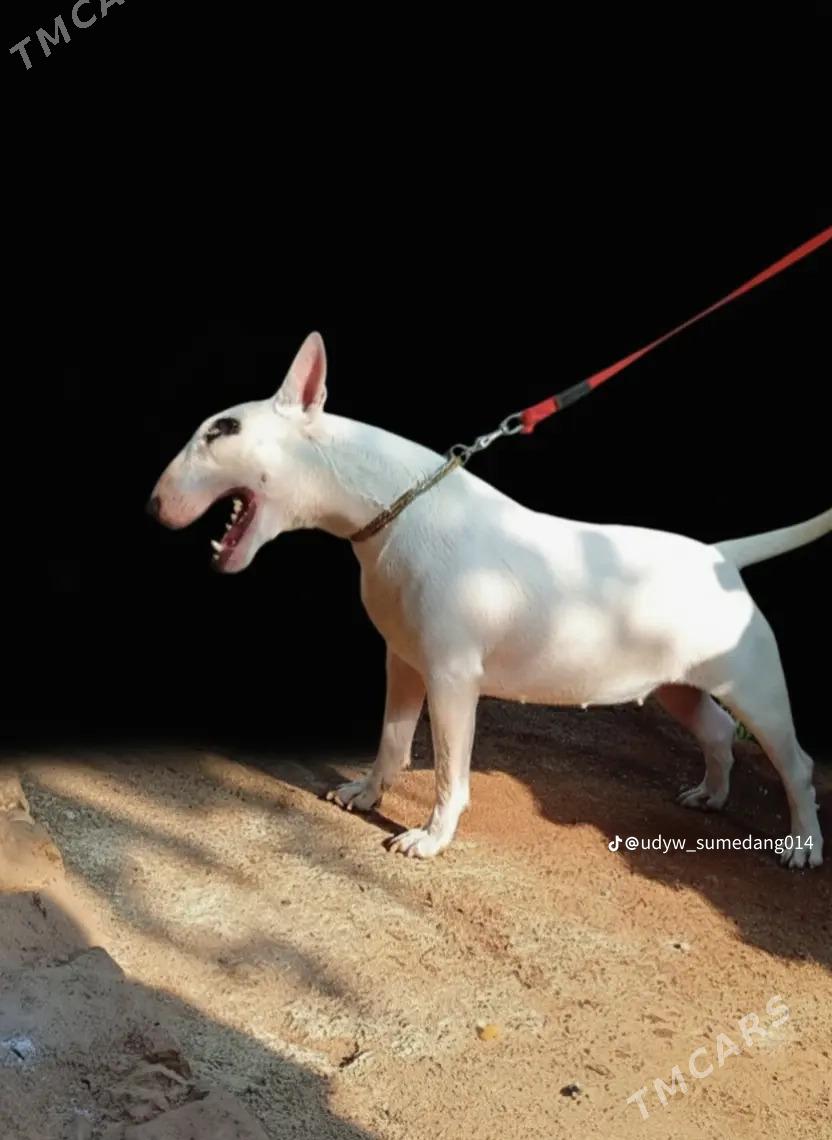 bultirer - Daşoguz - img 7