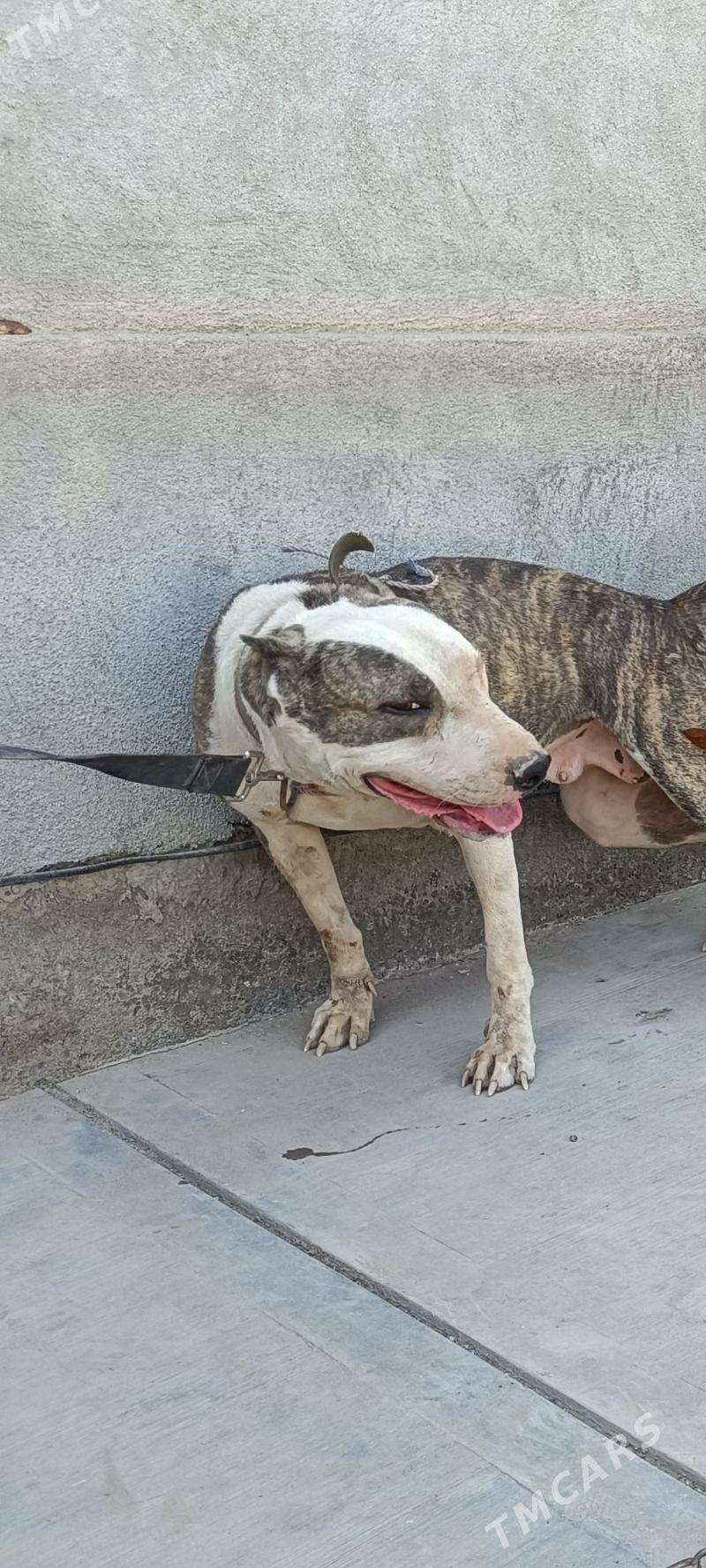 bultirer - Daşoguz - img 3