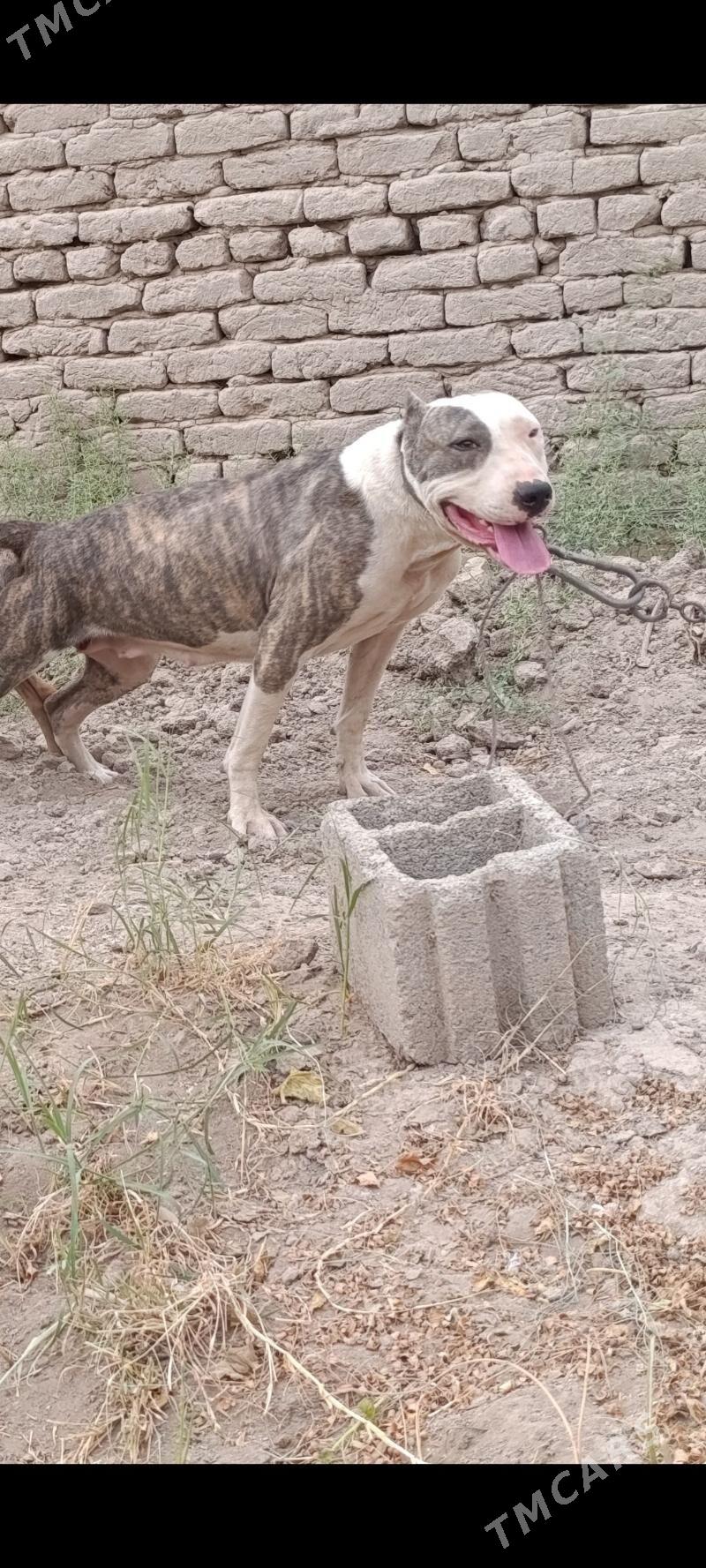 bultirer - Daşoguz - img 6