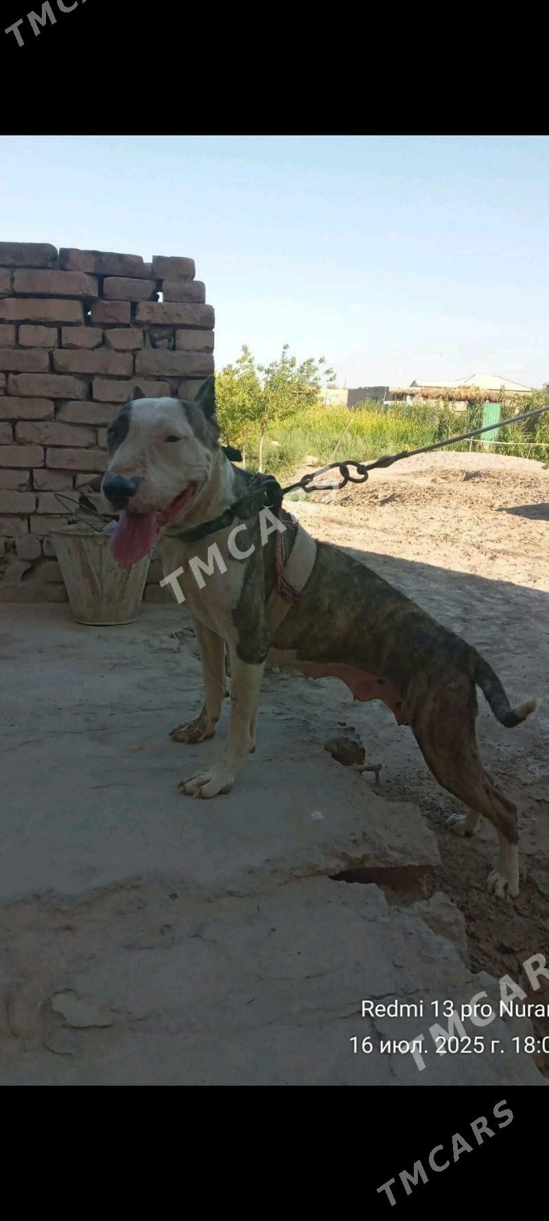 bultirer - Daşoguz - img 2