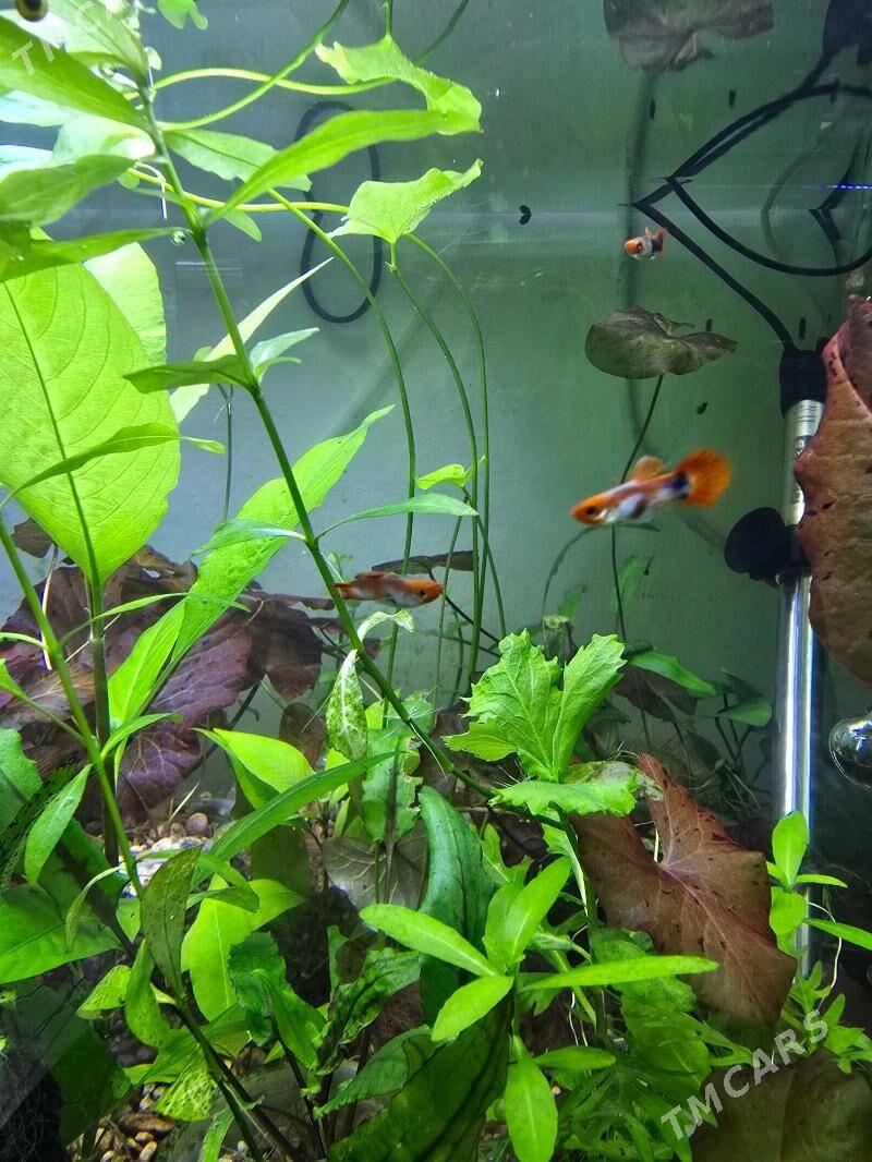 Рыбки и растения - 2 mkr - img 2