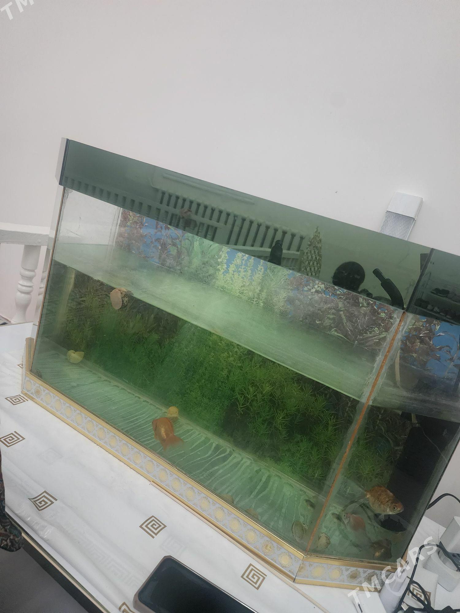 akwaryuM koMPlEkt - Daşoguz - img 1