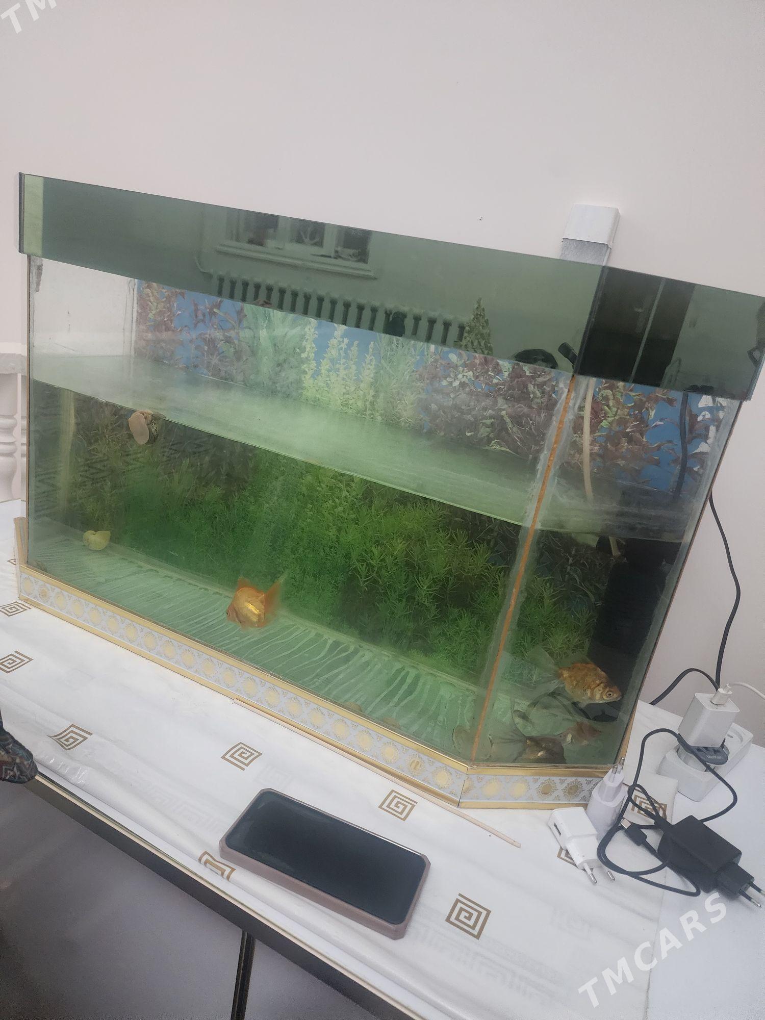 akwaryuM koMPlEkt - Daşoguz - img 2