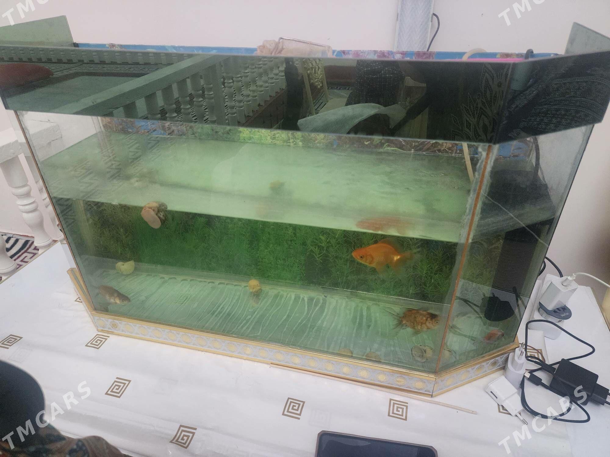 akwaryuM koMPlEkt - Daşoguz - img 3