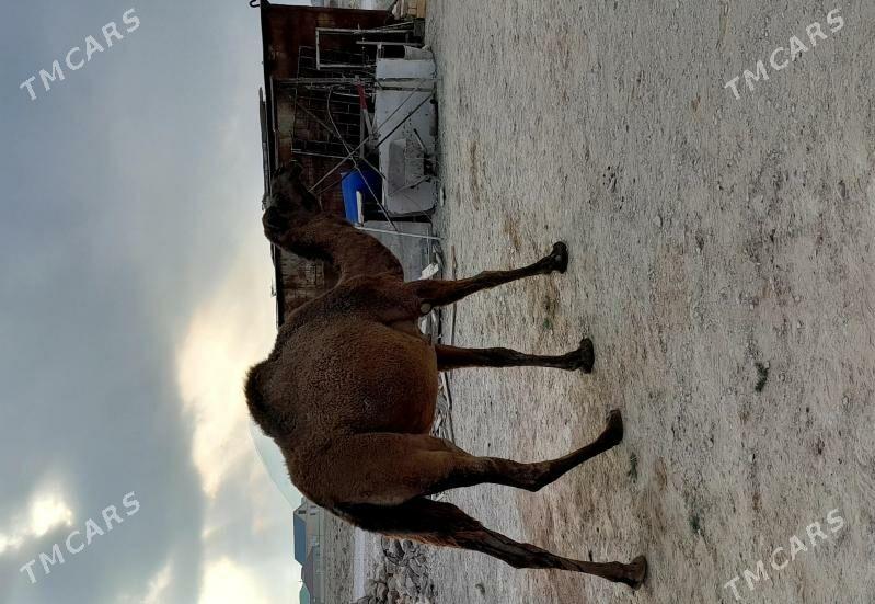 duye - Балканабат - img 1