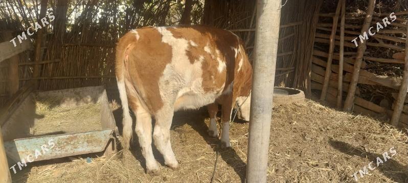 semental sygyr - Халач - img 6