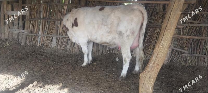 semental sygyr - Халач - img 4