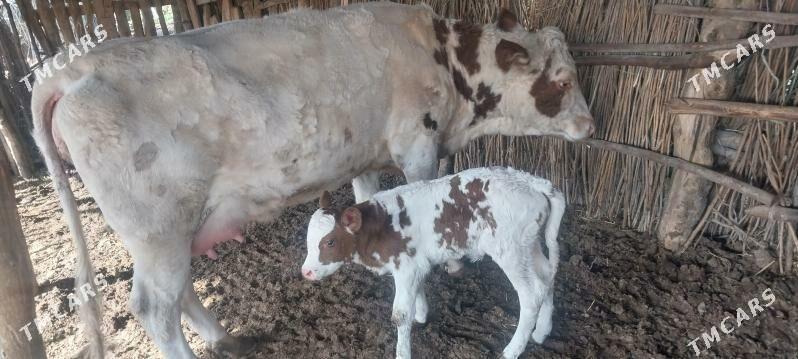 semental sygyr - Халач - img 3