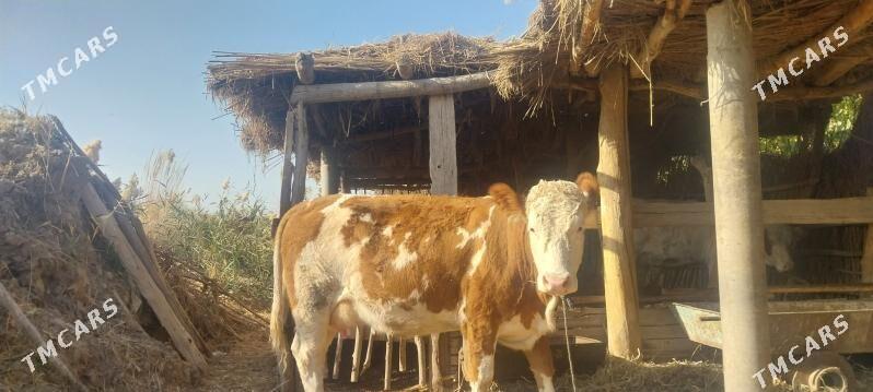 semental sygyr - Халач - img 8