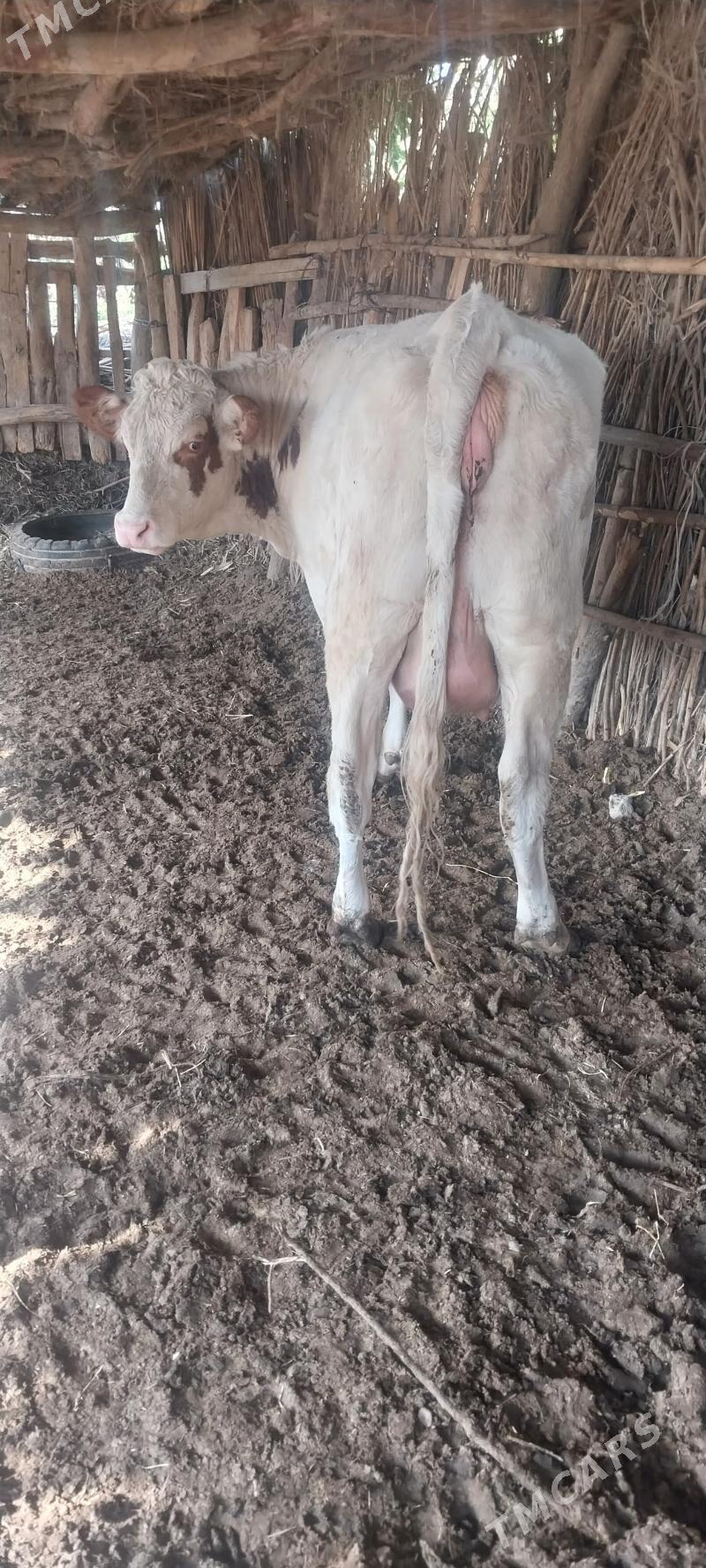 semental sygyr - Халач - img 5