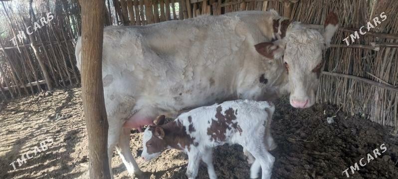 semental sygyr - Халач - img 2