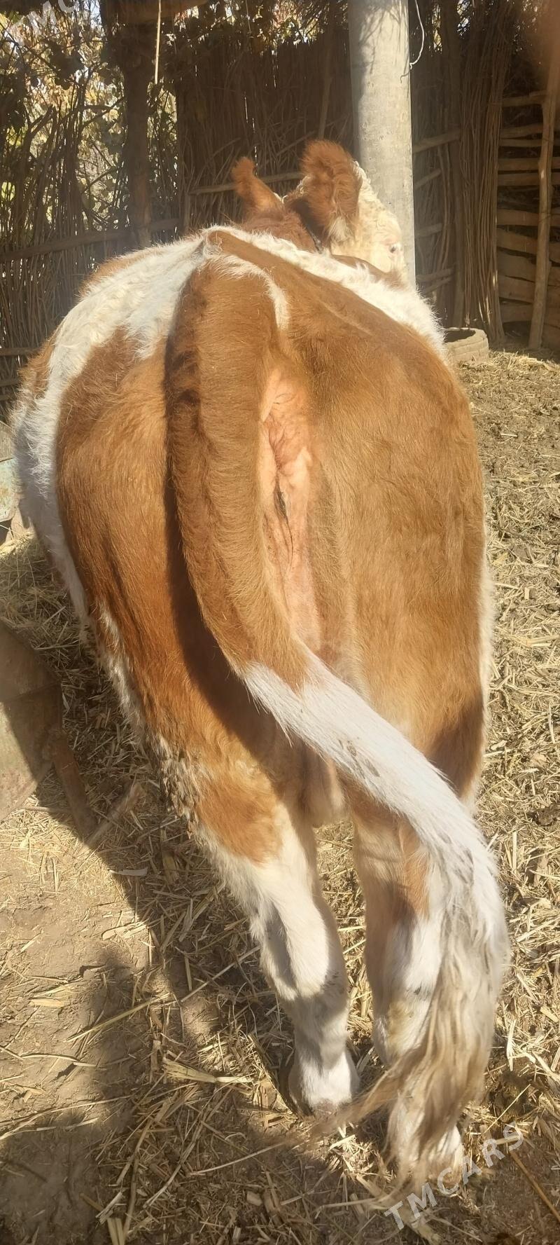 semental sygyr - Халач - img 7