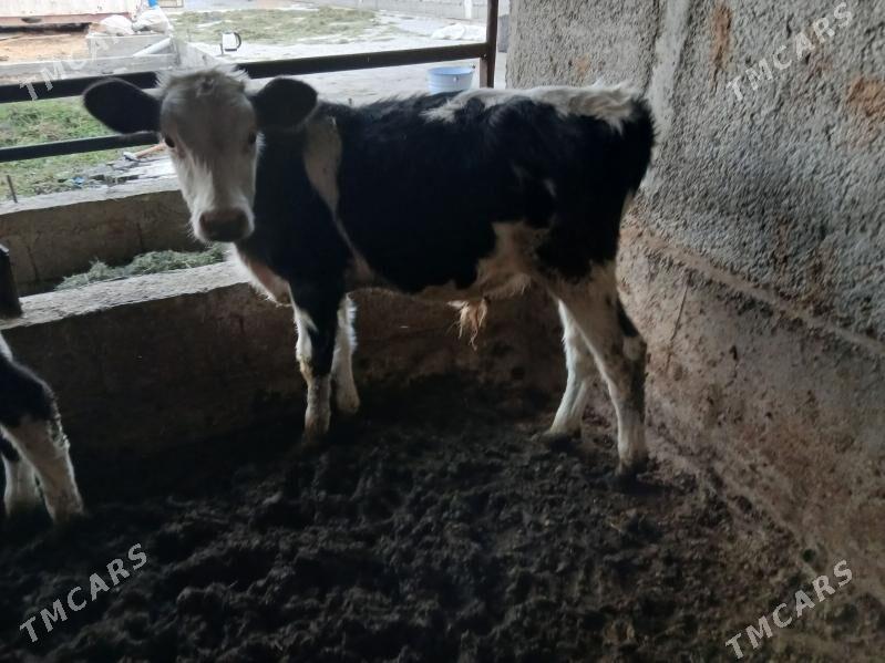 okuz - Gökdepe - img 6