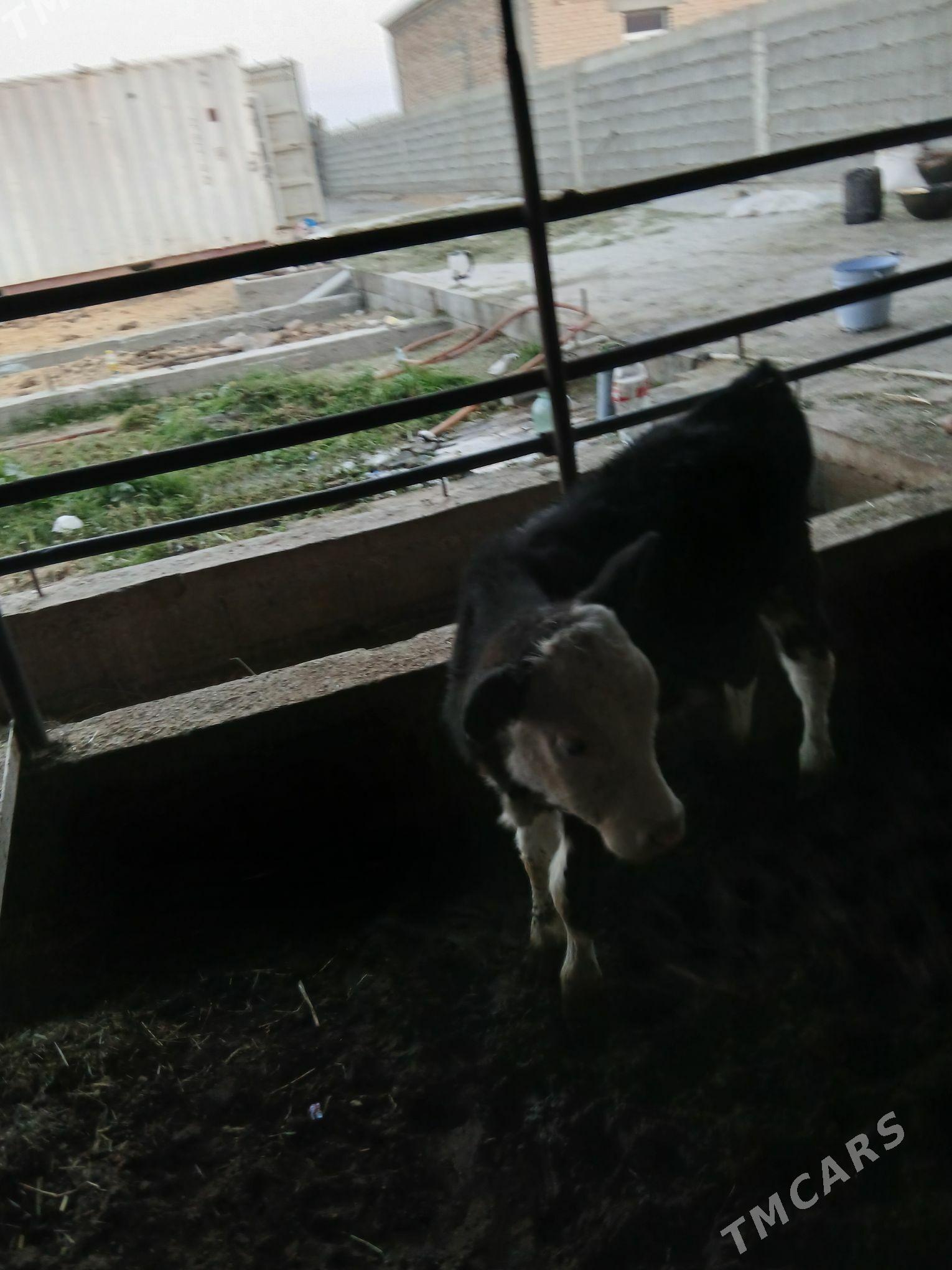 okuz - Gökdepe - img 2