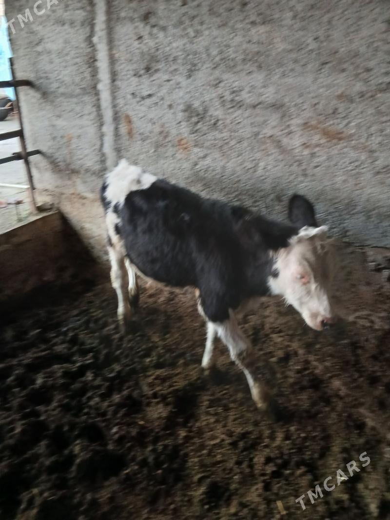 okuz - Gökdepe - img 4