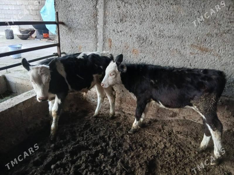 okuz - Gökdepe - img 5