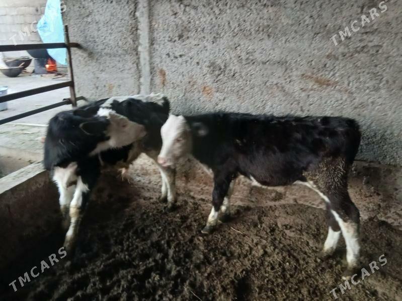 okuz - Gökdepe - img 7