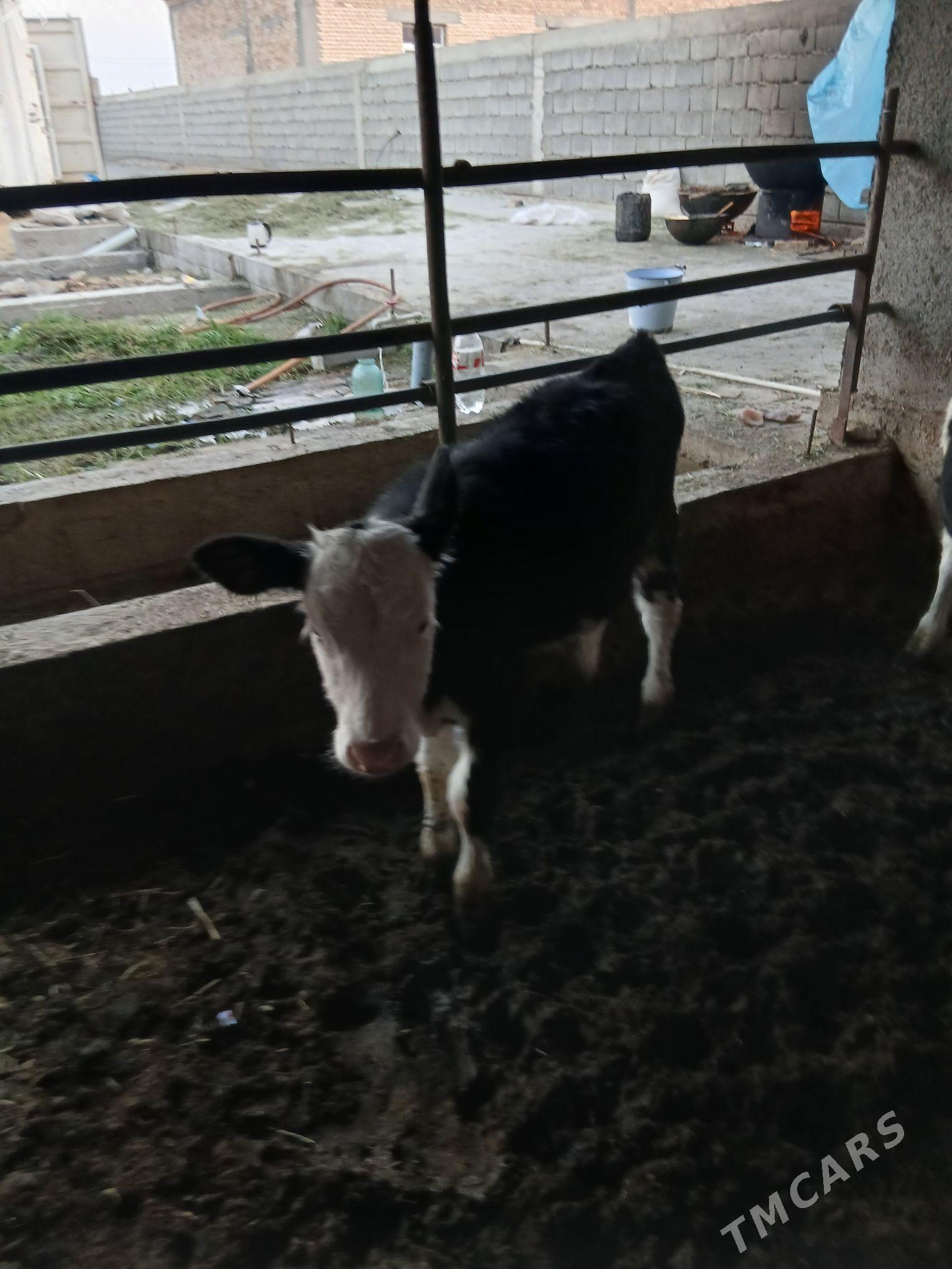 okuz - Gökdepe - img 3