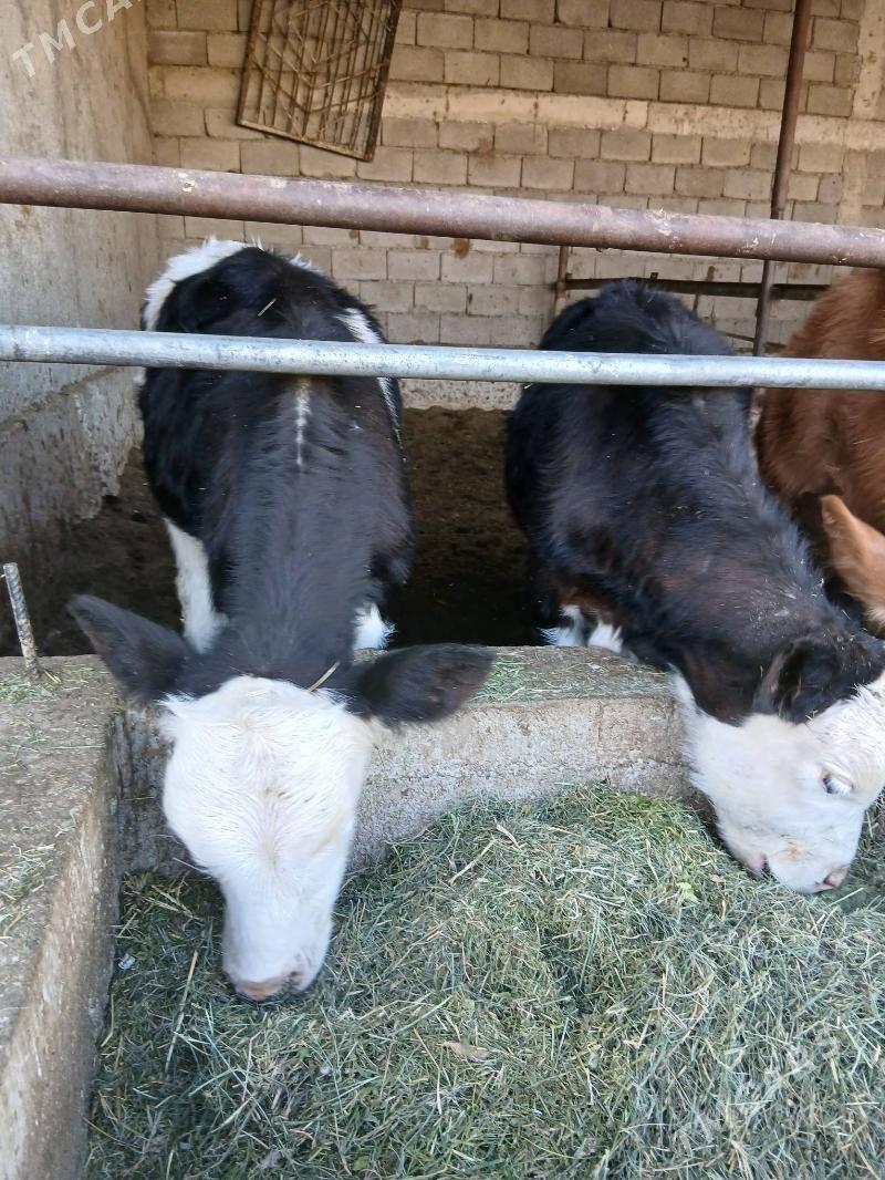 okuz - Gökdepe - img 8