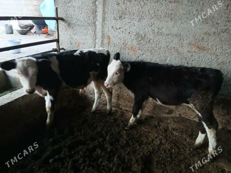 okuz - Gökdepe - img 1