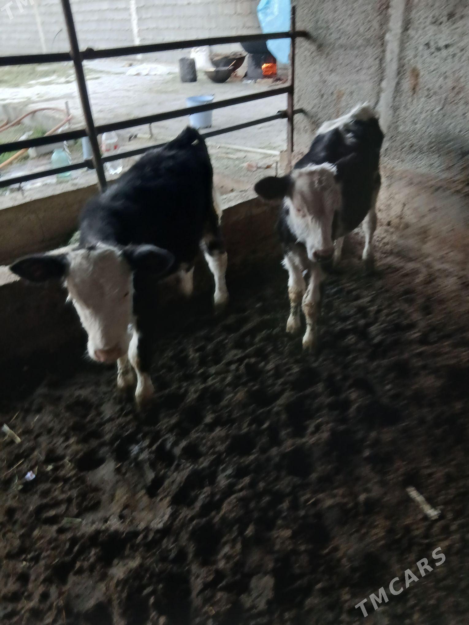 okuz - Gökdepe - img 9