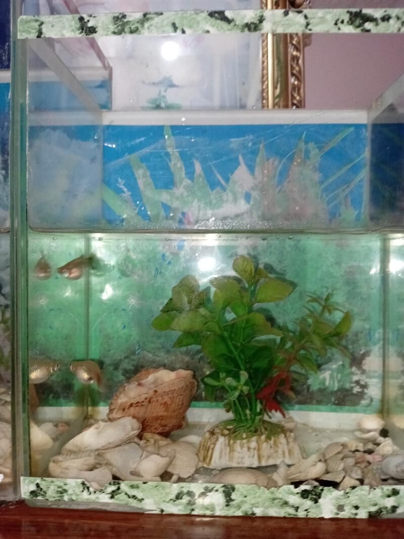 Akwarýum balyk - Sarahs - img 3