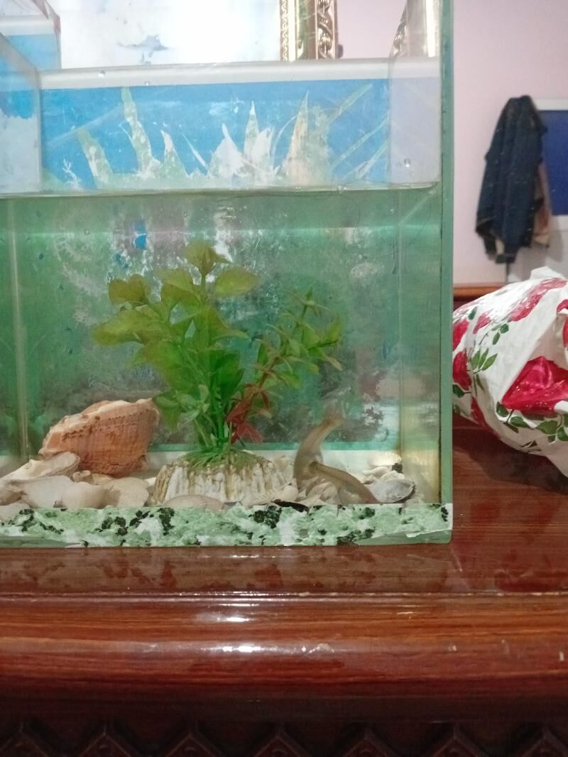 Akwarýum balyk - Sarahs - img 2