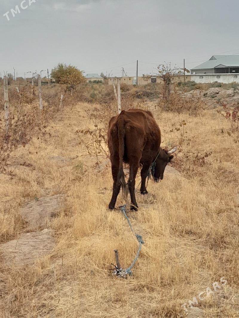 boğaz sygyr - Мары - img 3