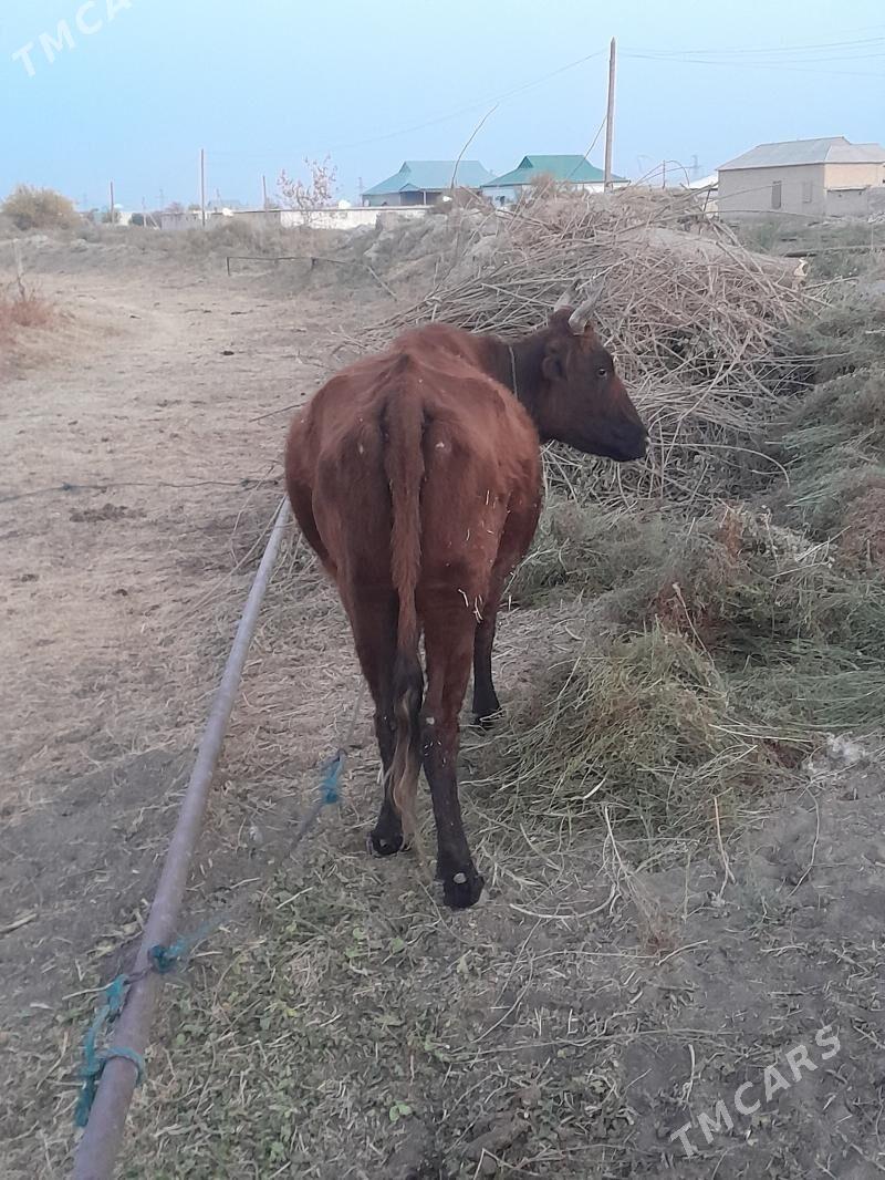 boğaz sygyr - Мары - img 4