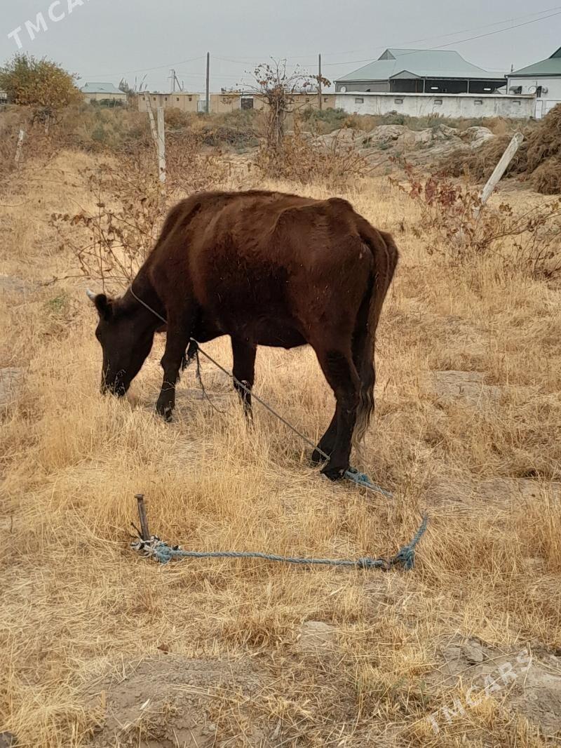 boğaz sygyr - Мары - img 5