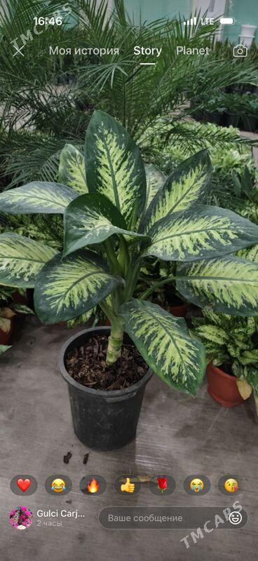 oy gulleri - Ашхабад - img 4