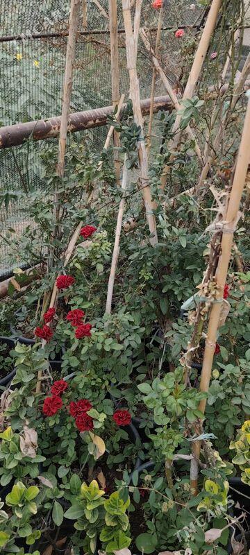 oy gulleri - Ашхабад - img 9