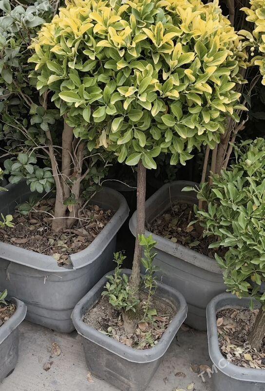 oy gulleri - Ашхабад - img 7