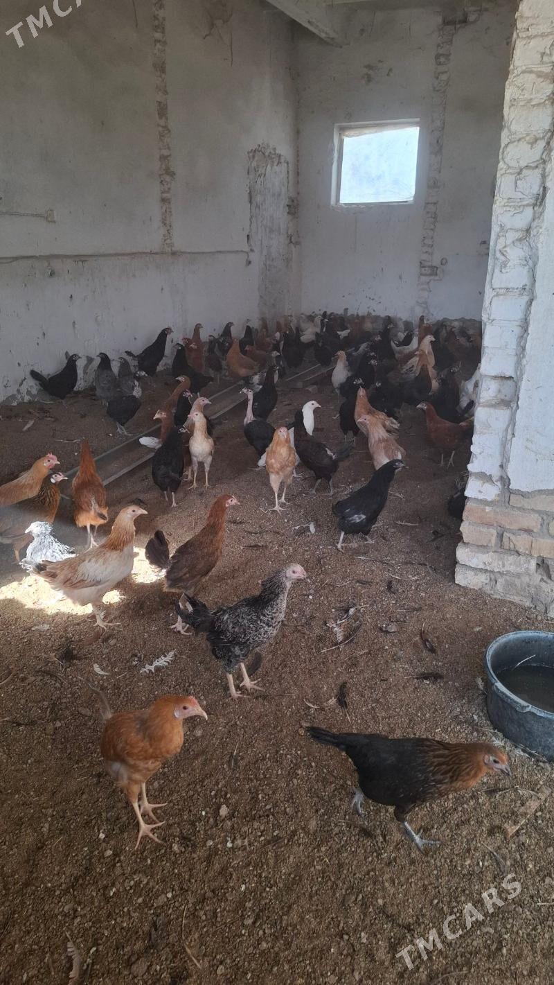 Juyje - Çärjew - img 2