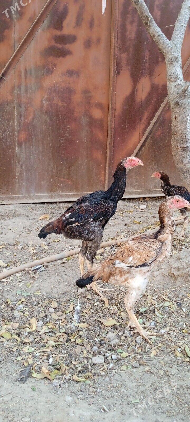 Taşkent jüýje - Балканабат - img 1