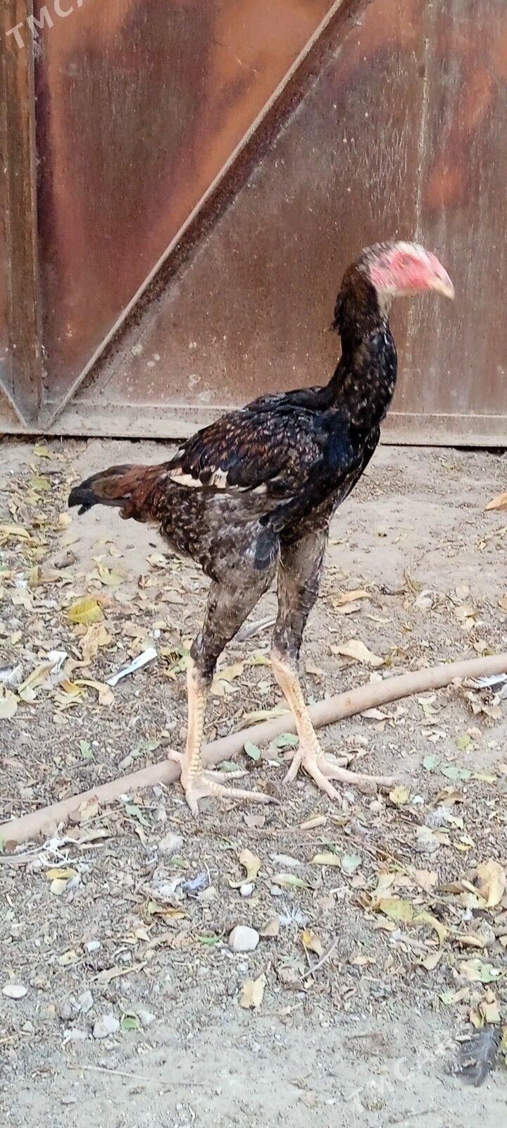 Taşkent jüýje - Балканабат - img 2