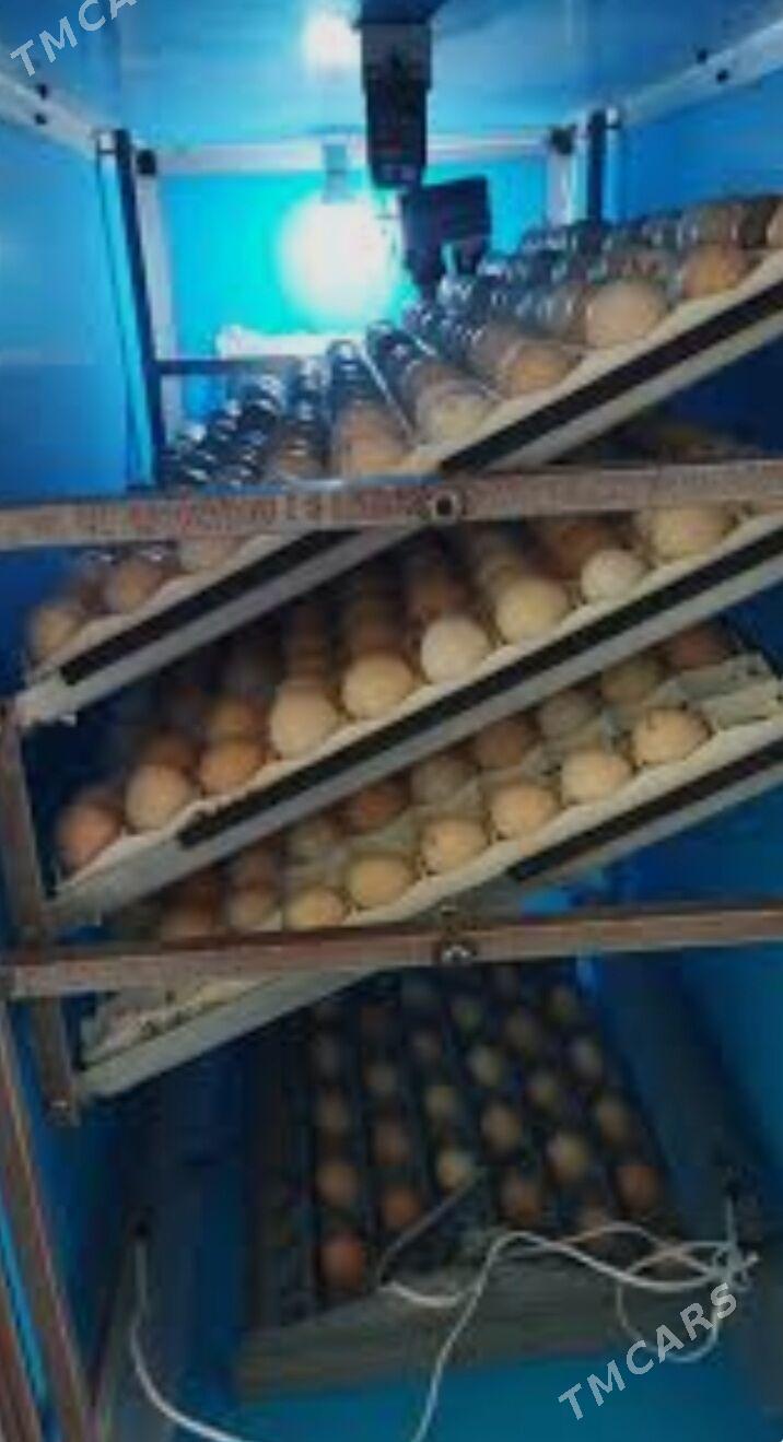 Jüýje çykaryjy elektroinkewato - Туркменабат - img 2