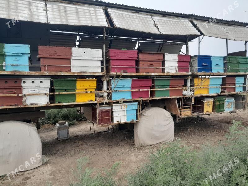 Bal ary enjamlary - Туркменабат - img 1