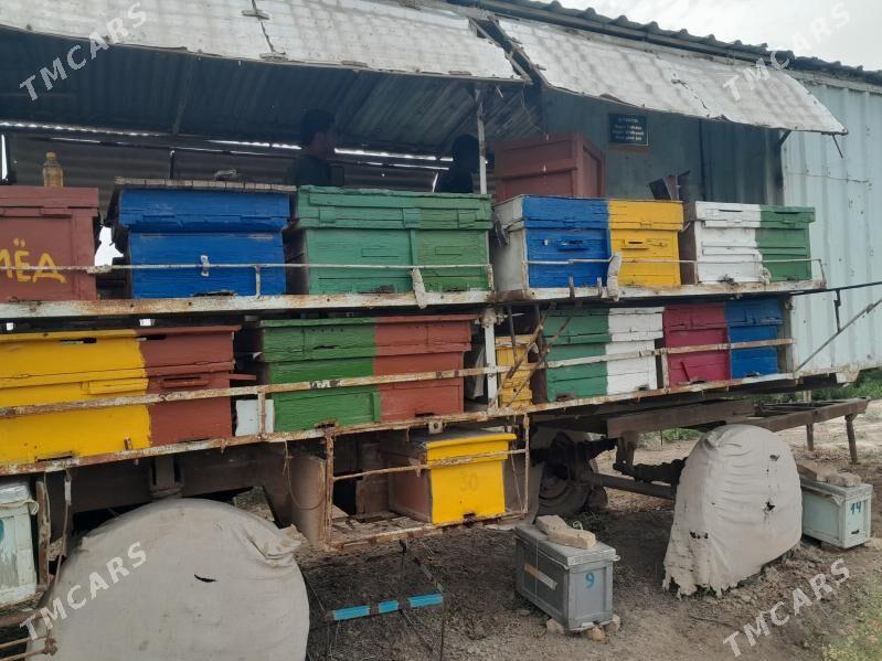 Bal ary enjamlary - Туркменабат - img 9