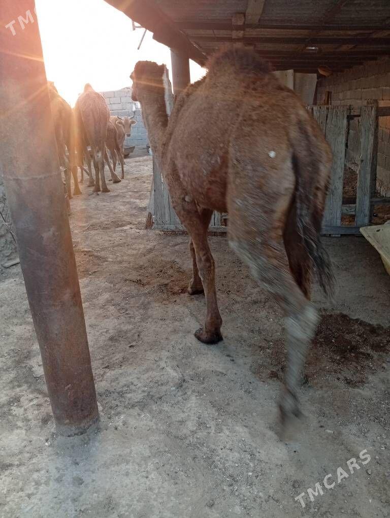 torymly duye - Берекет - img 1