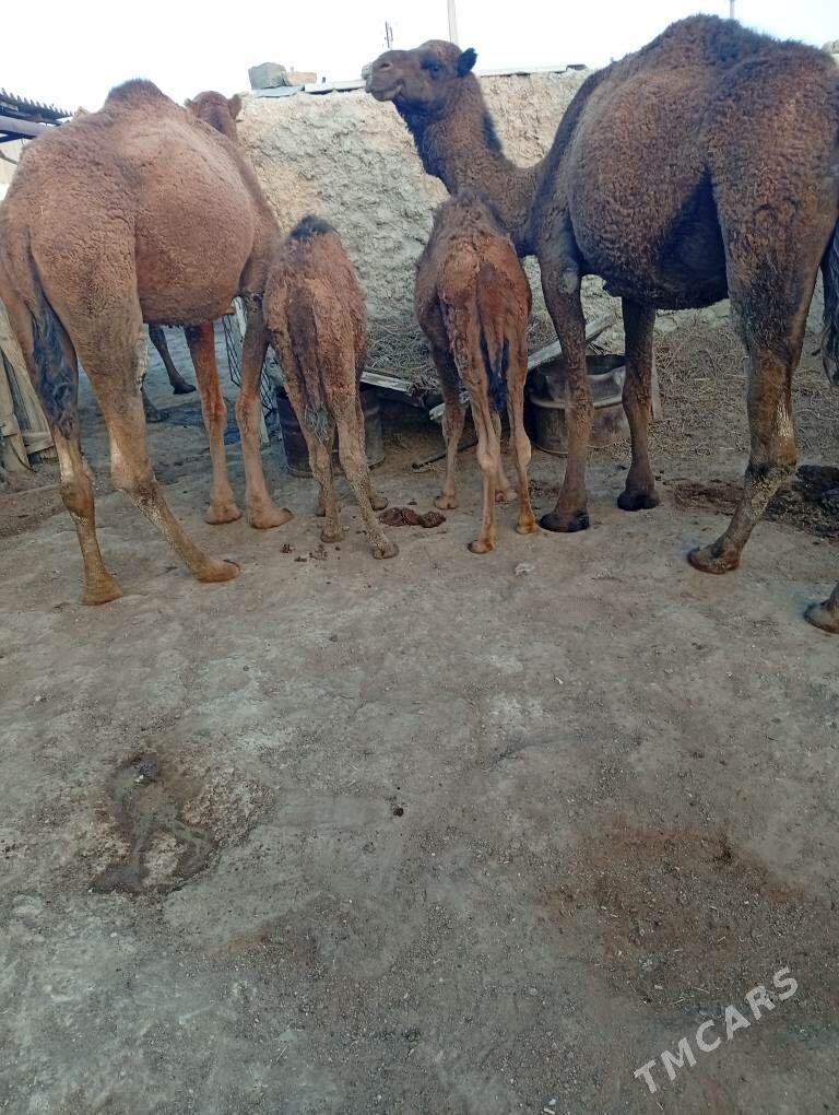 torymly duye - Берекет - img 2