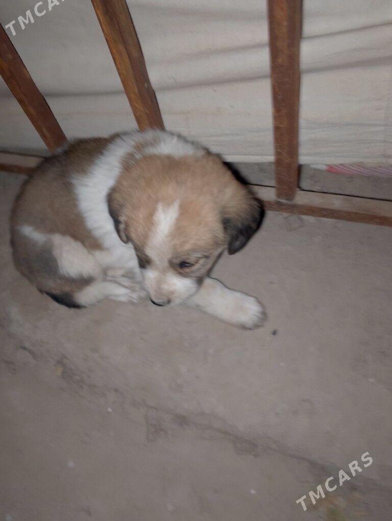 eyesiz gujukler - Gurbansoltan Eje - img 1