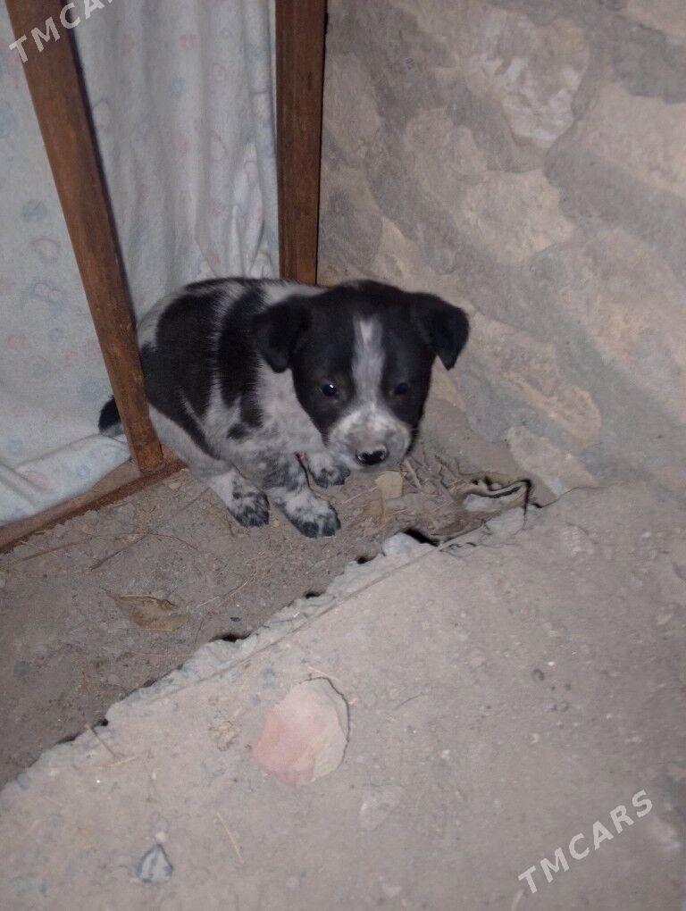 eyesiz gujukler - Gurbansoltan Eje - img 2